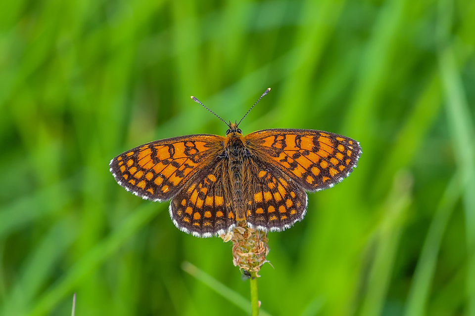 Melitaea athalia - közönséges tarkalepke
