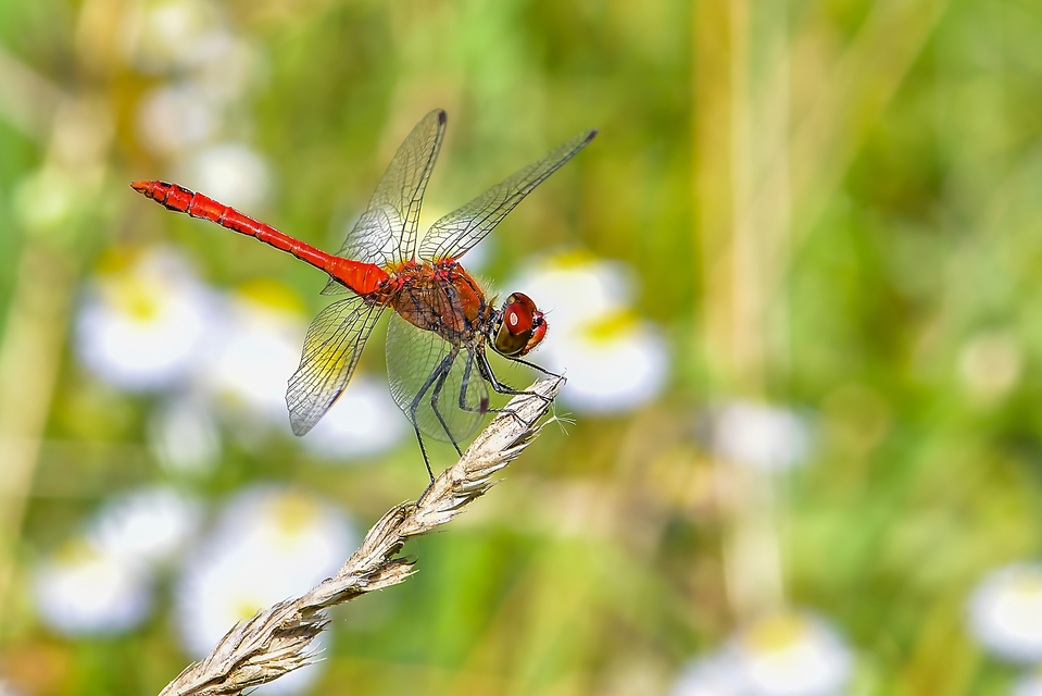 Sympetrum sanguineum - vörös katona-szitakötő