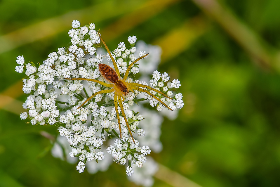 Dolomedes plantarius/fimbriatus