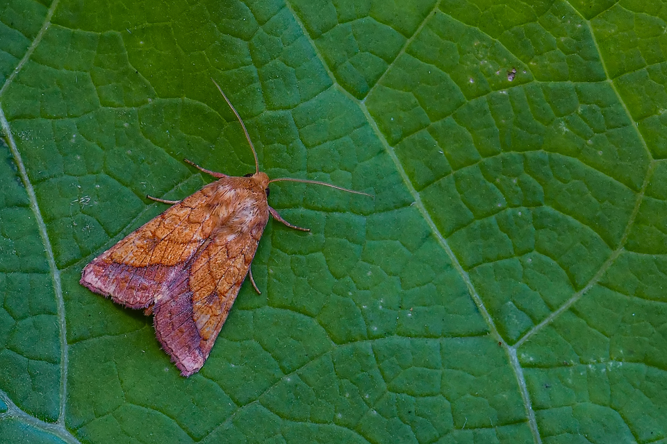 Pyrrhia umbra - iglicebagoly