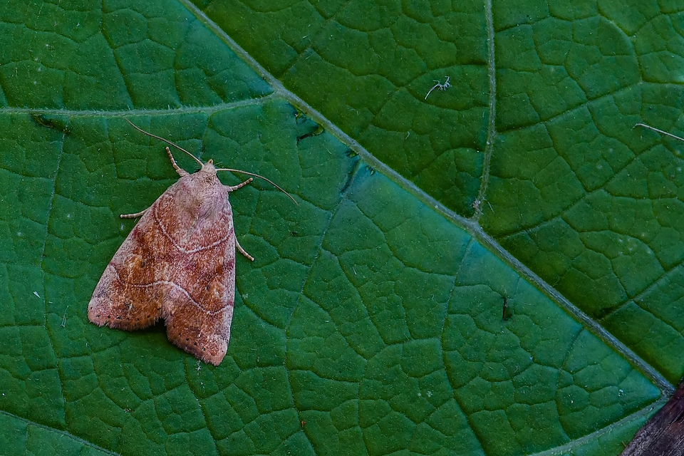 Cosmia trapezina - közönséges lombbagoly