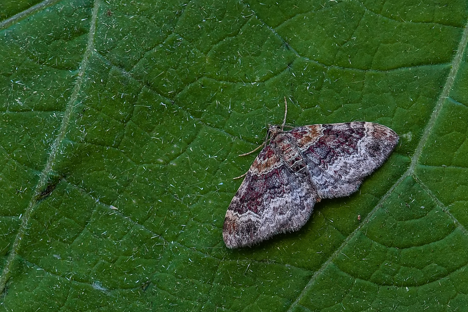 Xanthorhoe spadicearia - sávos tarkaaraszoló