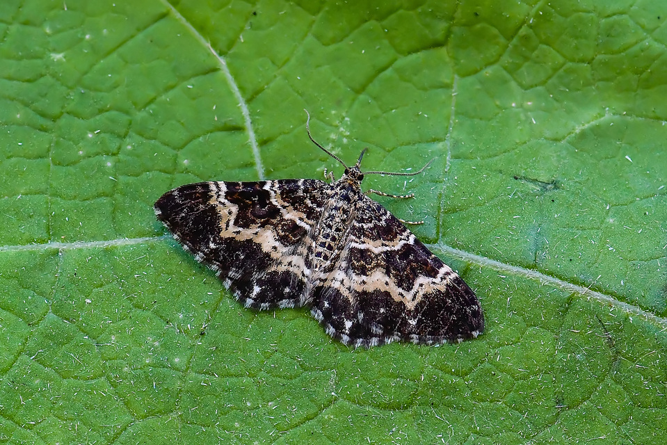 Epirrhoe tristata - gyászos tarkaaraszoló