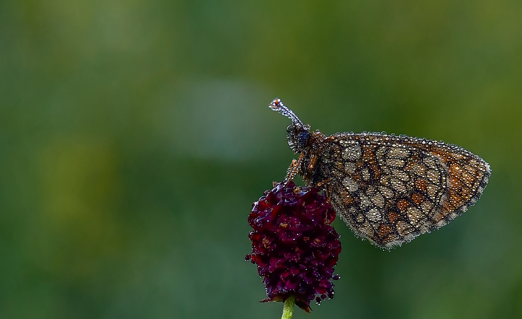 Melitaea athalia - közönséges tarkalepke