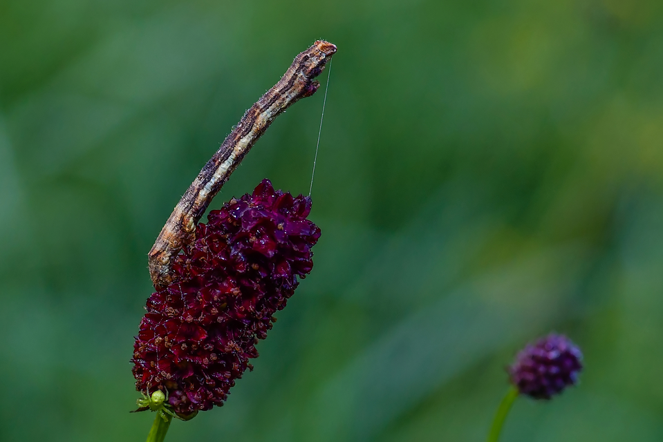 Ectropis crepuscularia - avararaszoló