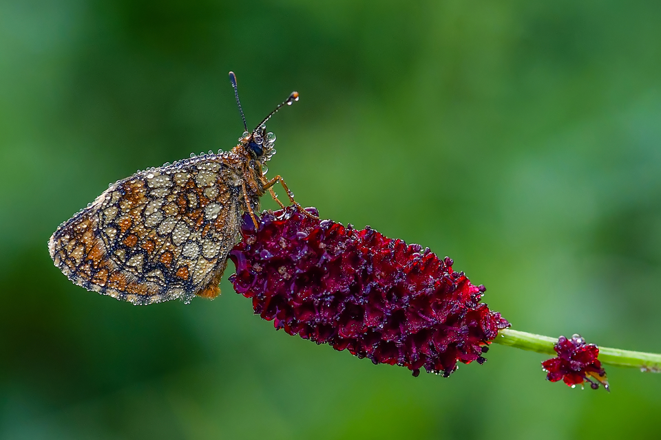 Melitaea athalia - közönséges tarkalepke