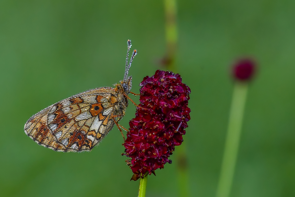 Boloria selene - fakó gyöngyházlepke