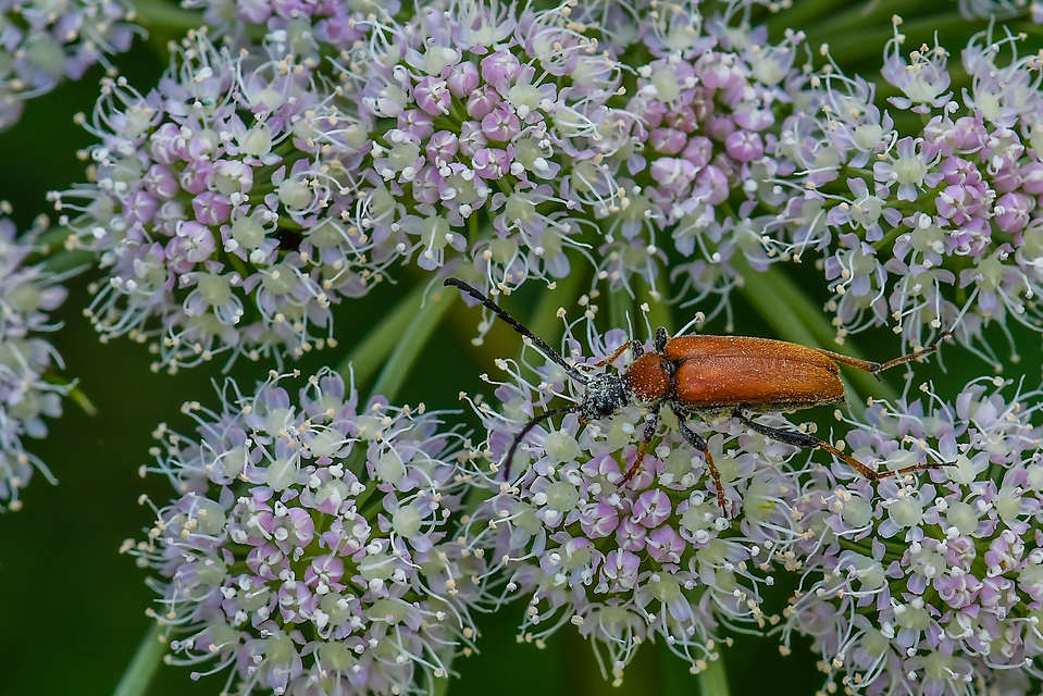 Stictoleptura rubra - vörös virágcincér