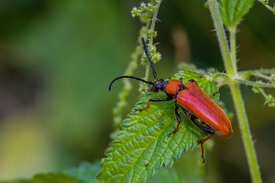 Stictoleptura rubra - vörös virágcincér