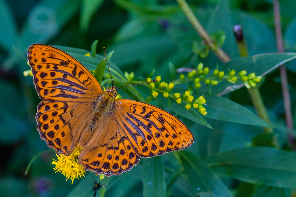 Argynnis paphia - nagy gyöngyházlepke