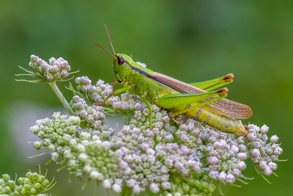 Mecostethus parapleurus - hagymazöld sáska