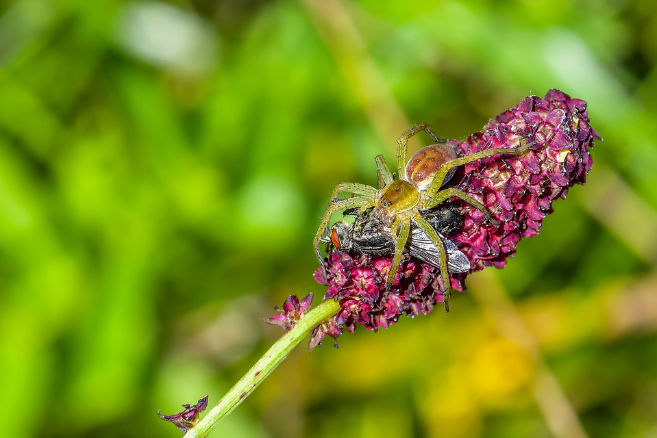 Dolomedes plantarius/fimbriatus