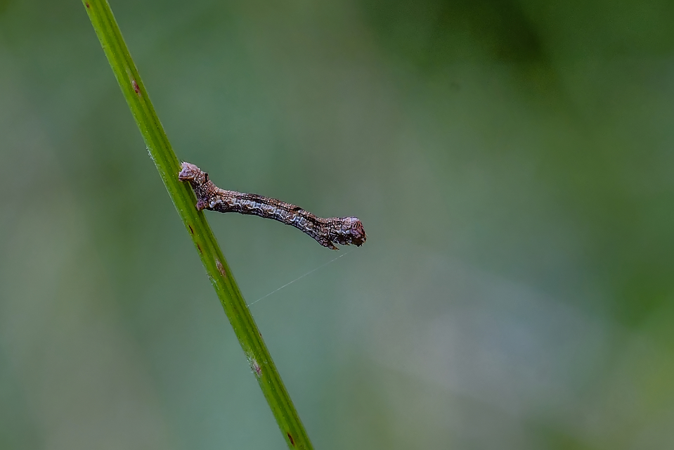 Ectropis crepuscularia - avararaszoló