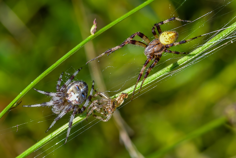 Araneus quadratus - négyes keresztespók
