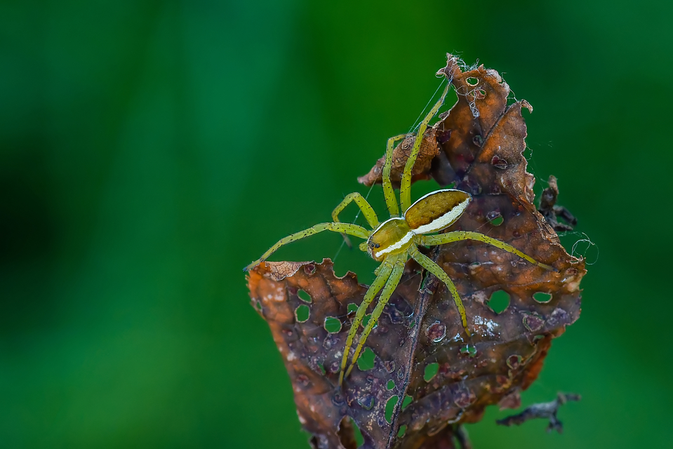 Dolomedes fimbriatus - szegélyes vidrapók