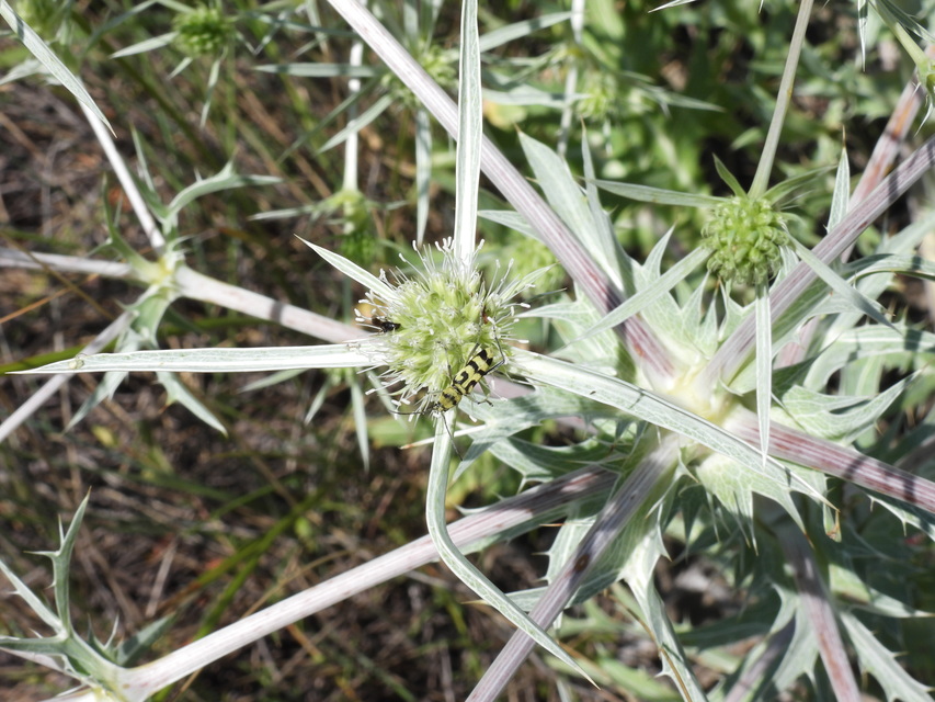 Chlorophorus varius - díszes darázscincér