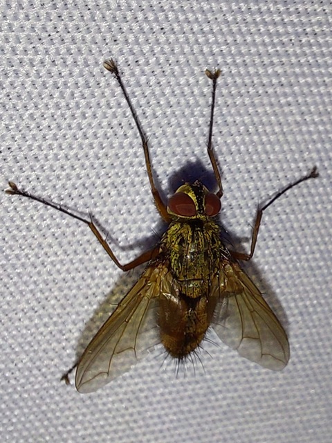 Dexia rustica - cserebogár-fürkészlégy
