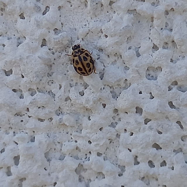 Tytthaspis sedecimpunctata - tizenhatpettyes katica