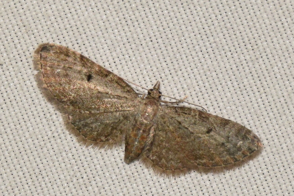 Eupithecia tenuiata - sötétszegélyű törpearaszoló