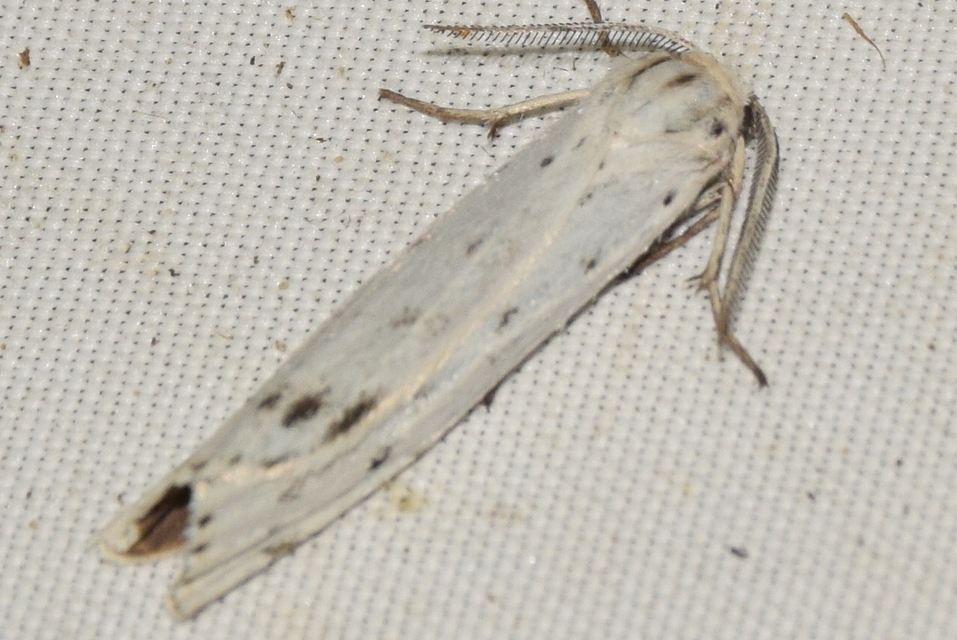 Coscinia cribraria - pettyes molyszövő