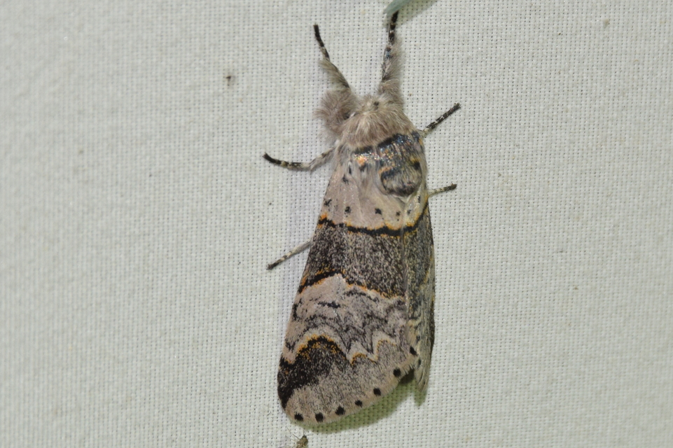 Furcula furcula - szürke púposszövő