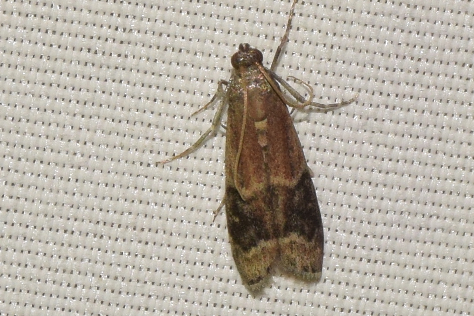 Euzopherodes charlottae - magyar karcsúmoly