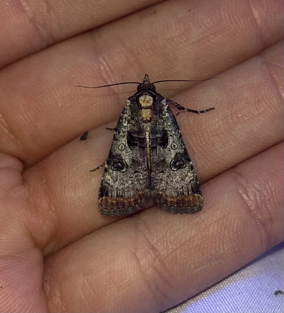Epilecta linogrisea - karcsú sárgafűbagoly