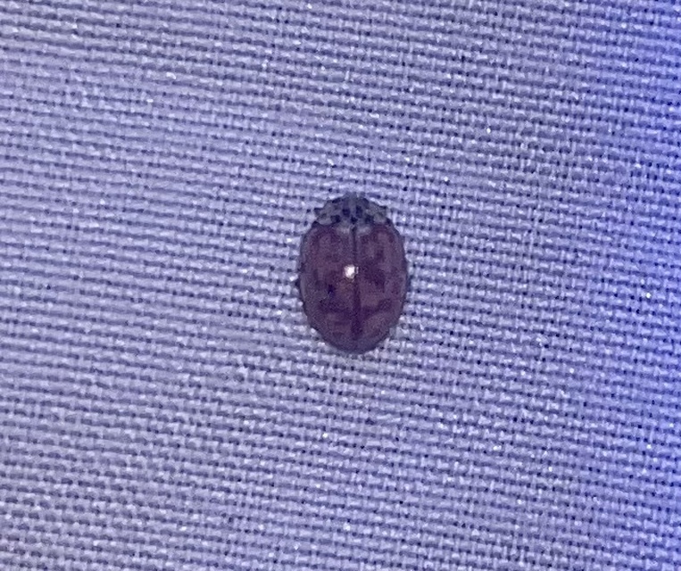Harmonia quadripunctata - négypettyes katica