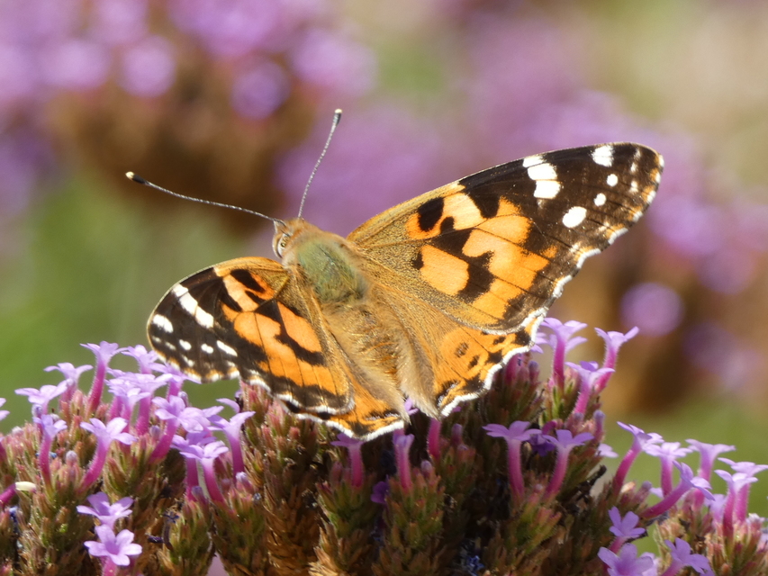 Vanessa cardui - bogáncslepke