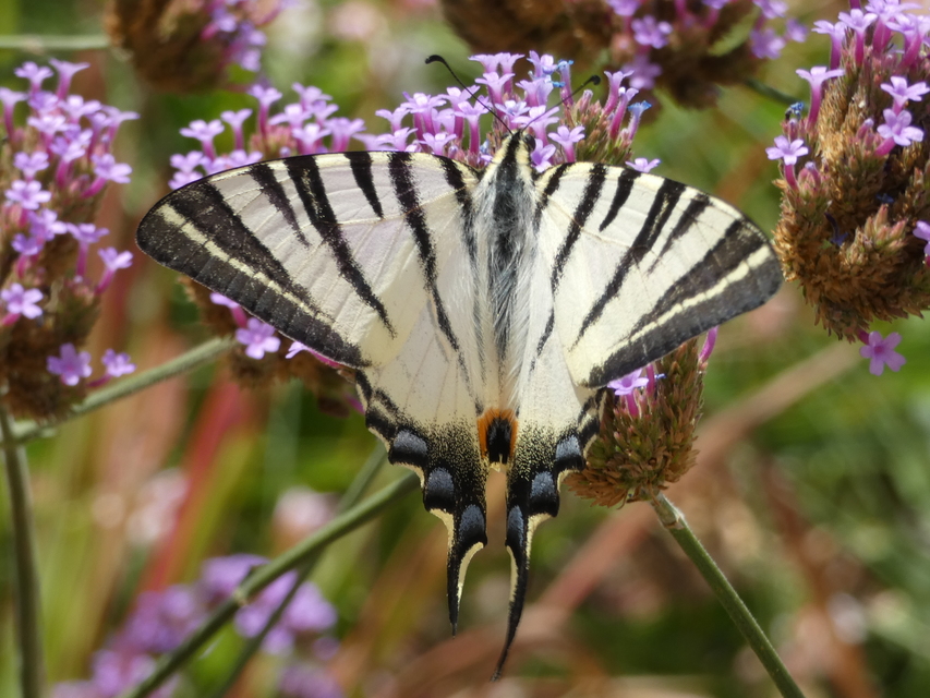 Iphiclides podalirius - kardoslepke