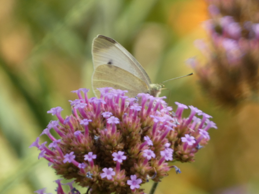 Pieris rapae - répalepke