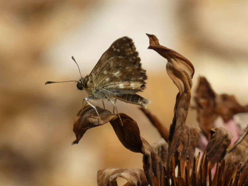 Carcharodus alceae - mályva-busalepke