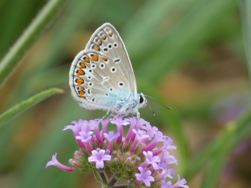 Polyommatus icarus - közönséges boglárka
