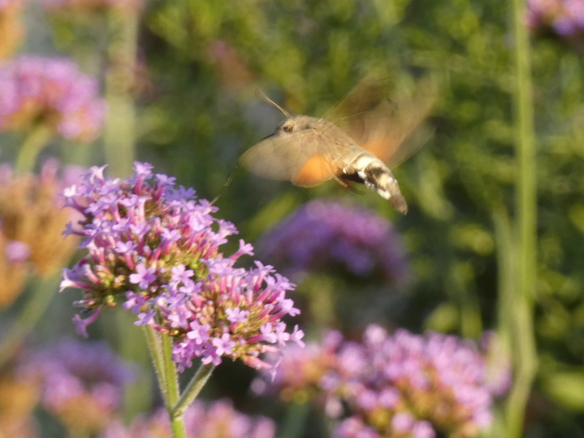 Macroglossum stellatarum - kacsafarkú szender