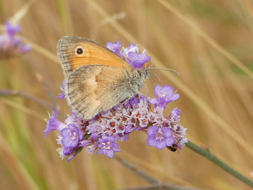 Coenonympha pamphilus - kis szénalepke