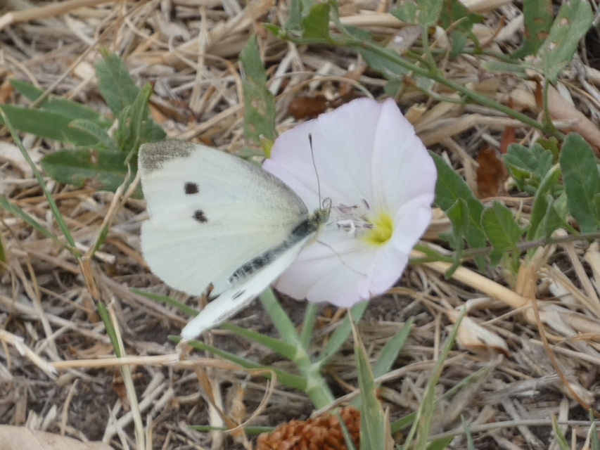 Pieris rapae - répalepke