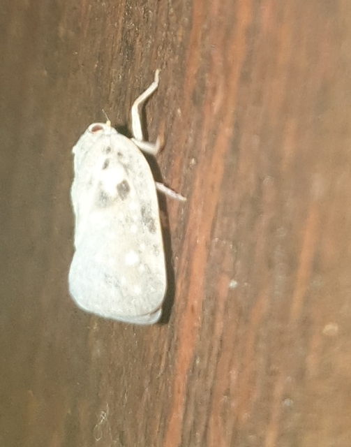 Metcalfa pruinosa - amerikai lepkekabóca