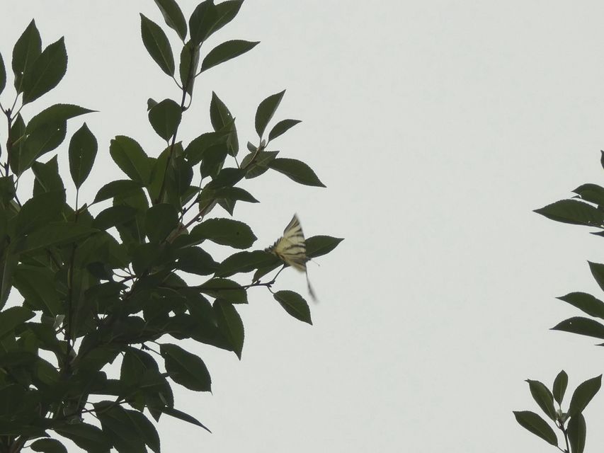 Iphiclides podalirius - kardoslepke