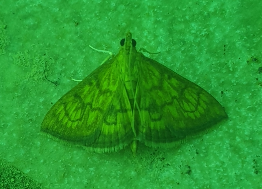 Ecpyrrhorrhoe rubiginalis - rozsdavörös tűzmoly