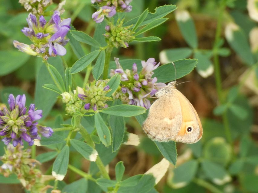 Coenonympha pamphilus - kis szénalepke