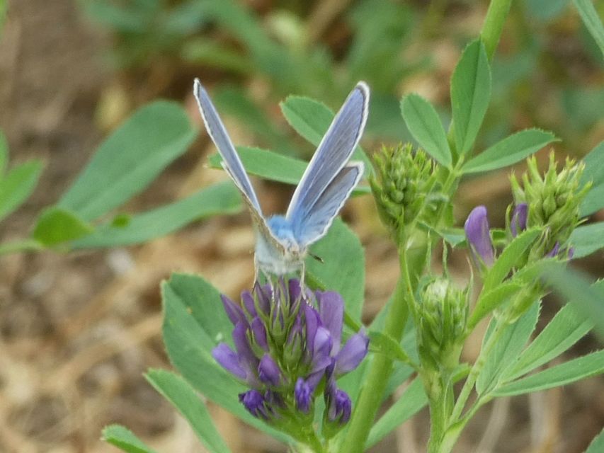 Polyommatus icarus - közönséges boglárka