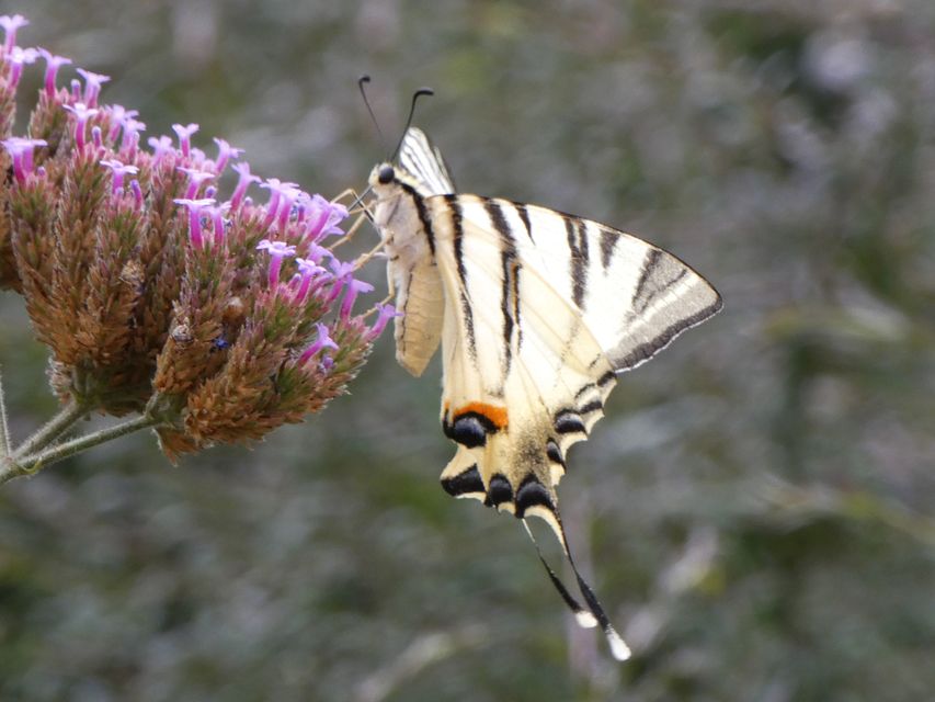 Iphiclides podalirius - kardoslepke
