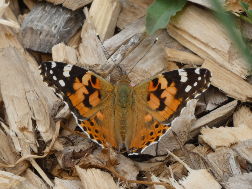 Vanessa cardui - bogáncslepke
