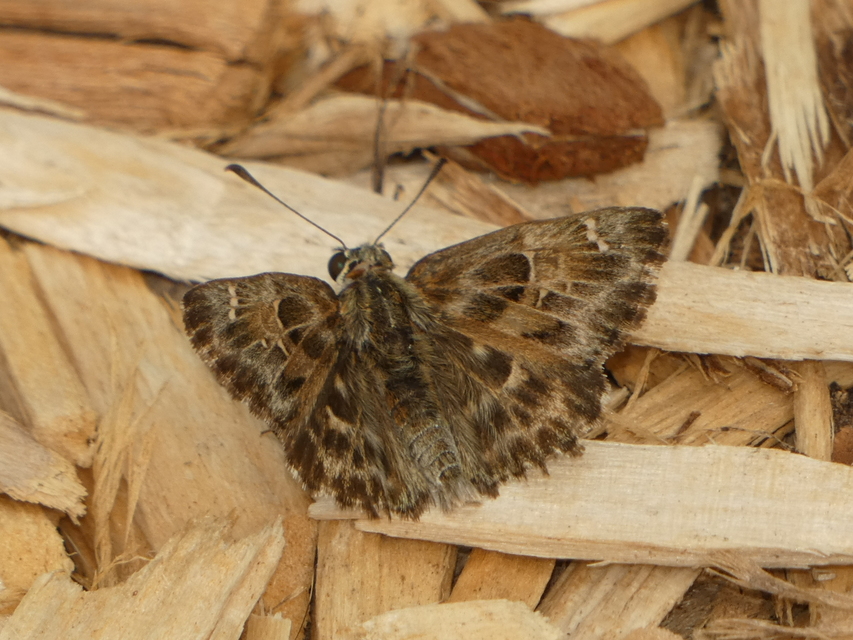 Carcharodus alceae - mályva-busalepke