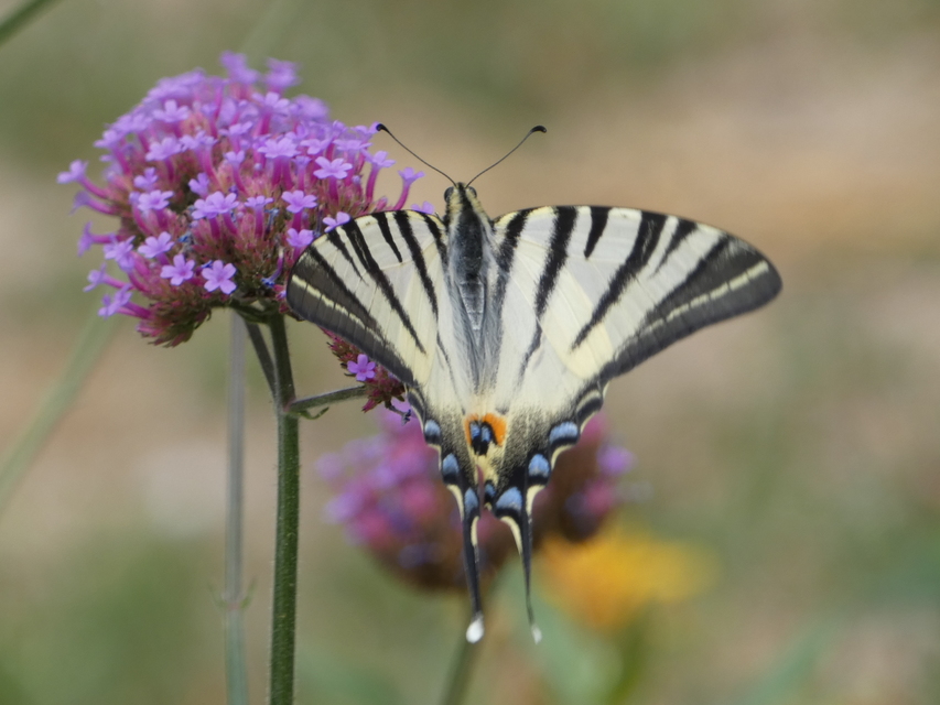 Iphiclides podalirius - kardoslepke
