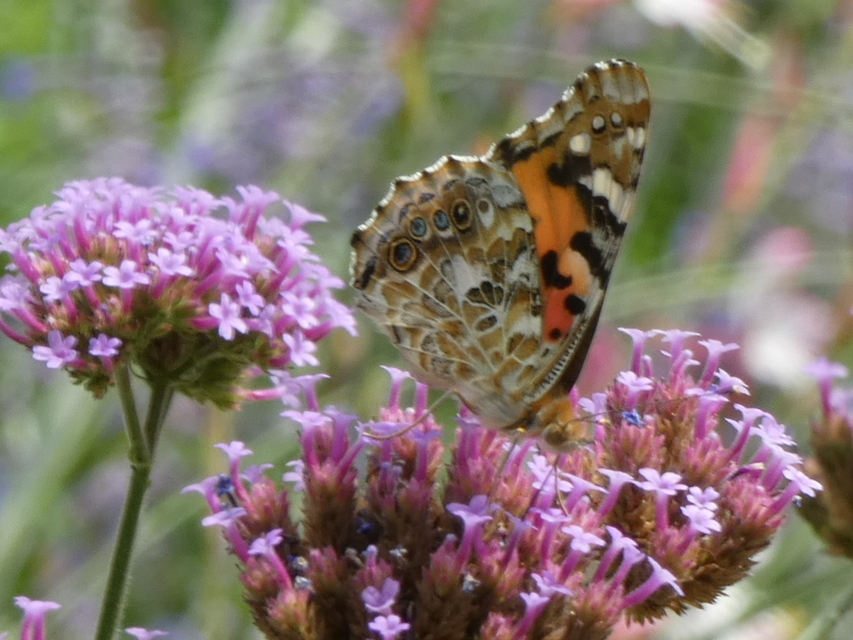 Vanessa cardui - bogáncslepke