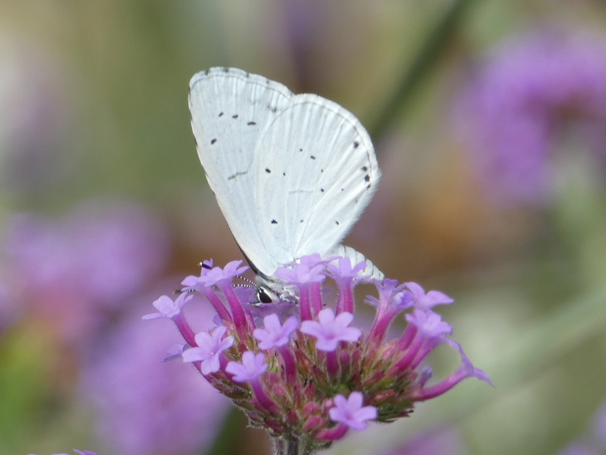 Celastrina argiolus - bengeboglárka