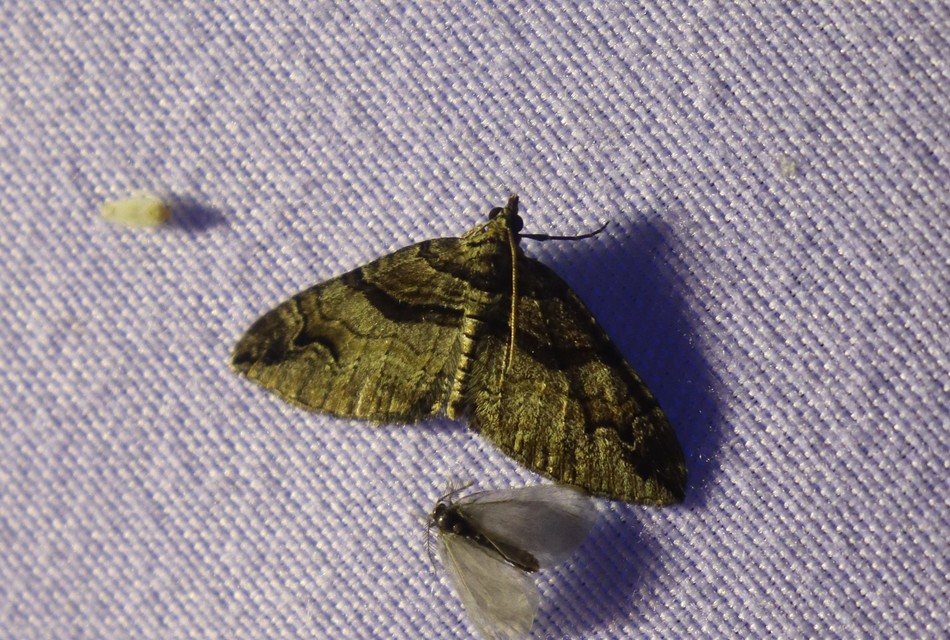 Pareulype berberata - sóskafa-tarkaaraszoló