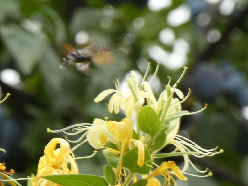 Macroglossum stellatarum - kacsafarkú szender