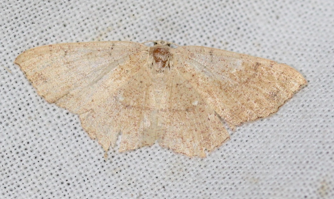Cyclophora ruficiliaria - vörösrojtú pettyesaraszoló